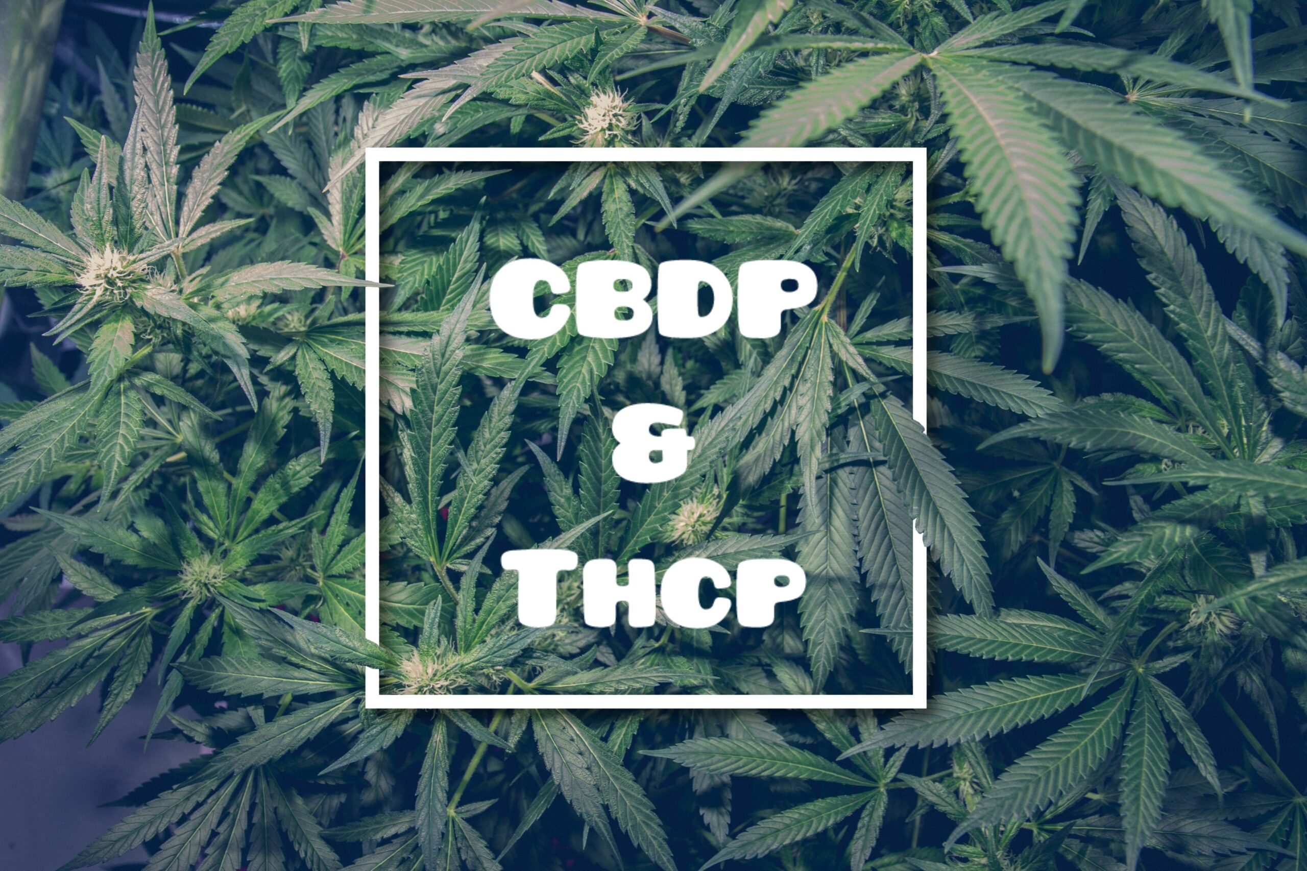 découvrez le cbd sans thc en belgique en 2025 : qualité, légalité et bien-être garantis pour une expérience naturelle et sûre.