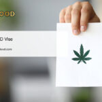 découvrez notre sélection de cbd pas cher à mouscron, qualité garantie et prix compétitifs pour tous vos besoins en produits cbd.