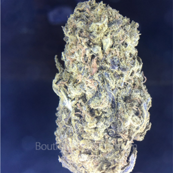 découvrez notre sélection de cbd pas cher à herstal, offrant des produits de qualité à prix abordables pour votre bien-être au quotidien.