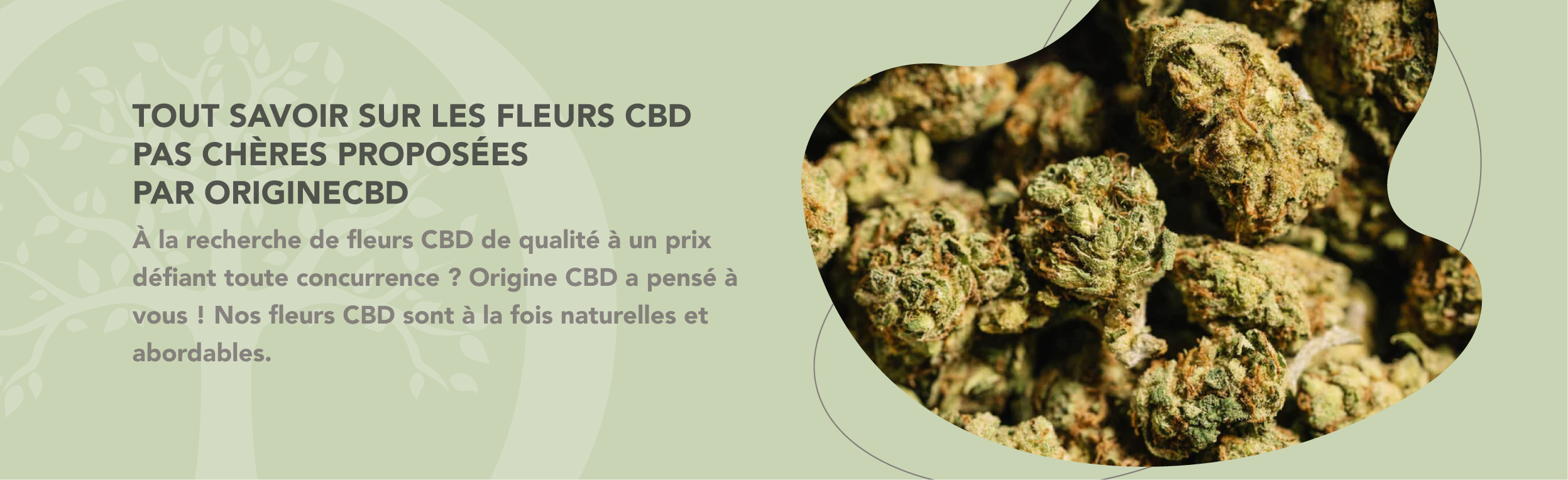 découvrez notre sélection de cbd pas cher à jodoigne, qualité garantie et prix attractifs pour tous vos besoins en cannabidiol.