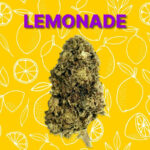 découvrez nos conseils d'achat pour trouver du cbd pas cher à wavre, tout en assurant qualité et sécurité.