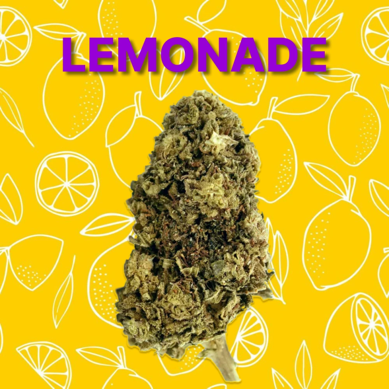 découvrez nos conseils d'achat pour trouver du cbd pas cher à wavre, tout en assurant qualité et sécurité.